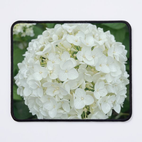 Item preview, White Hydrangea Photograph designed and sold by Shannon Greve.