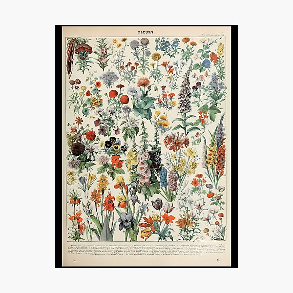 Artikelvorschau, Adolphe Millot Fleurs A. entworfen und verkauft von kosers.
