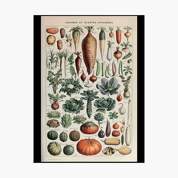 Item preview, Adolphe Millot Legume Et Plante Potageres Pour Tous (1) designed and sold by kosers.