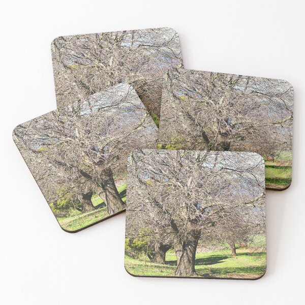 Item preview, Majestic Chestnut Tree in Sunlight designed and sold by Joy Watson - Natural Light Photography .