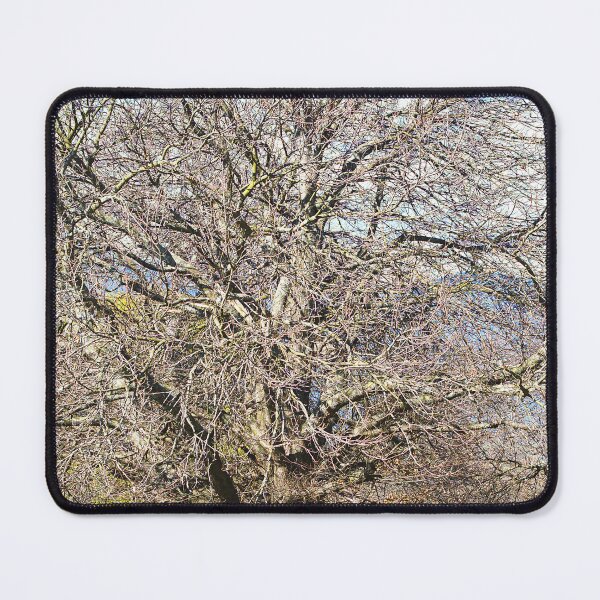 Item preview, Majestic Chestnut Tree in Sunlight designed and sold by Joy Watson - Natural Light Photography .