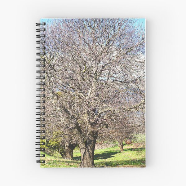 Item preview, Majestic Chestnut Tree in Sunlight designed and sold by Joy Watson - Natural Light Photography .