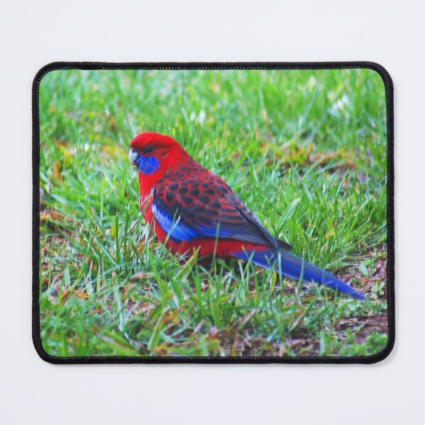 Item preview, Crimson Rosella on The Green Grass designed and sold by Joy Watson - Natural Light Photography .