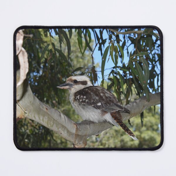 Item preview, Kookaburra at Rest designed and sold by Yolanda Caporn Art.