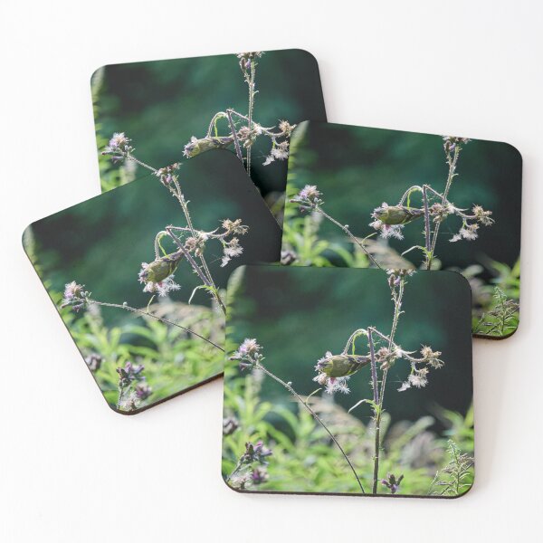 Item preview, Oh, estas semillas. Jilguero euroasiático designed and sold by Jouko Lehto Photography.