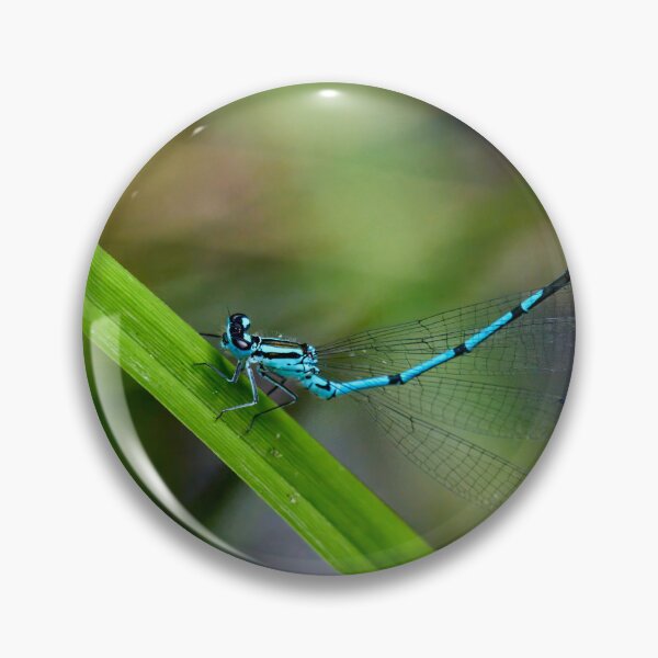 Item preview, Tail up. Azure damselfly designed and sold by Jouko Lehto Photography.