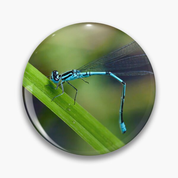 Item preview, How to bend. Azure damselfly designed and sold by Jouko Lehto Photography.