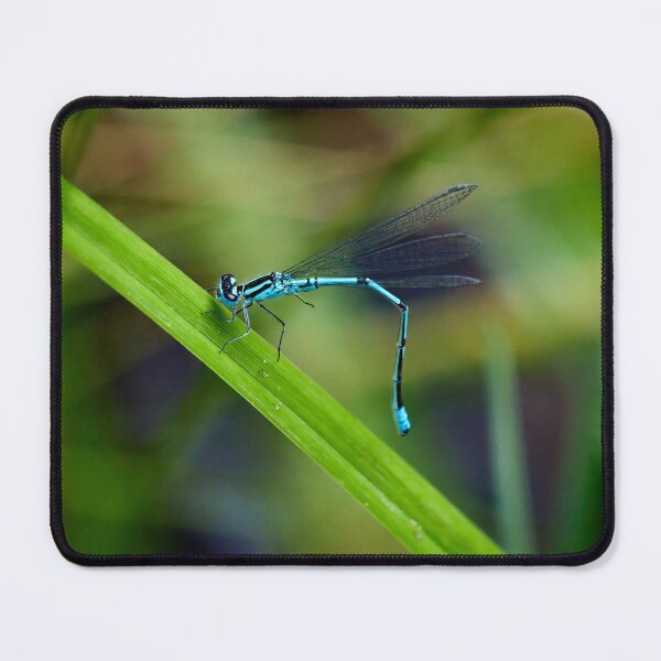 Item preview, How to bend. Azure damselfly designed and sold by Jouko Lehto Photography.