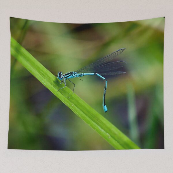 Item preview, How to bend. Azure damselfly designed and sold by Jouko Lehto Photography.