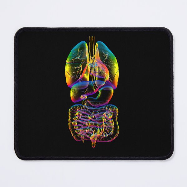 Item preview, Rainbow Human Organs Anatomy designed and sold by Kateryna Kon.