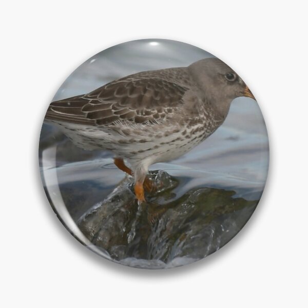 Item preview, Purple sandpiper  Bird designed and sold by The Art of Kkatarynka.