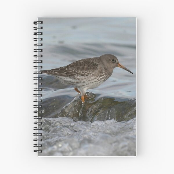 Item preview, Purple sandpiper  Bird designed and sold by The Art of Kkatarynka.
