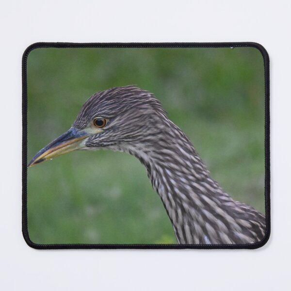 Item preview, Juvenile Night Heron designed and sold by Glennphotos.