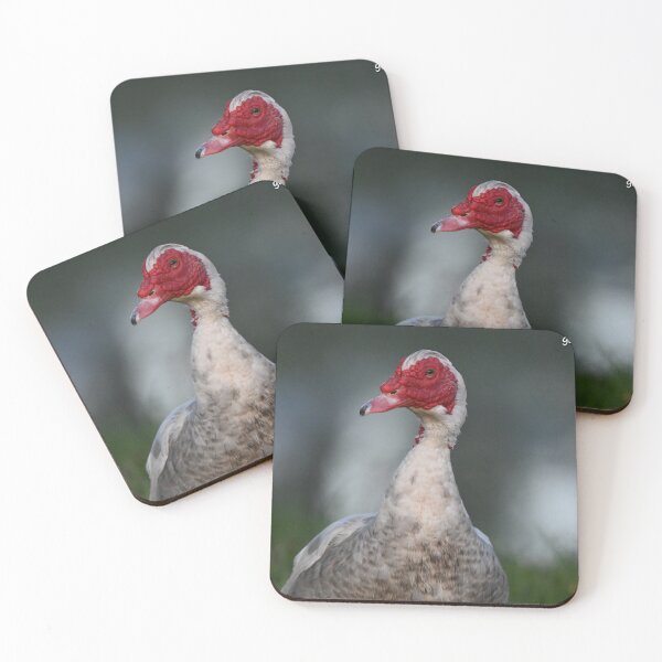 Item preview, Muscovy duck  designed and sold by Glennphotos.