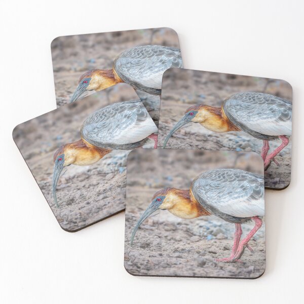 Item preview, Buff Necked Ibis Pantanal Brazil designed and sold by PhotoArt by Joan Carroll.