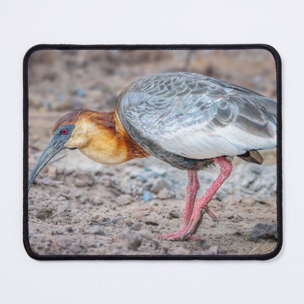 Item preview, Buff Necked Ibis Pantanal Brazil designed and sold by PhotoArt by Joan Carroll.
