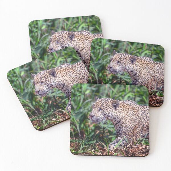 Item preview, First Jaguar Sighting Pantanal Brazil designed and sold by PhotoArt by Joan Carroll.
