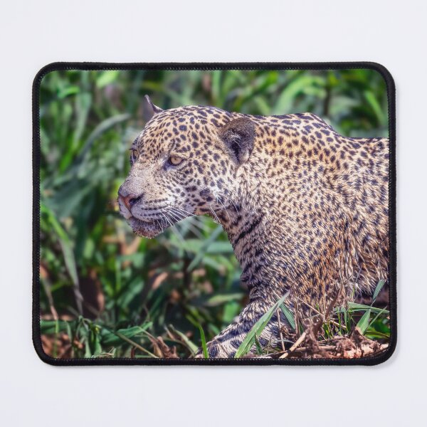 Item preview, First Jaguar Sighting Pantanal Brazil designed and sold by PhotoArt by Joan Carroll.