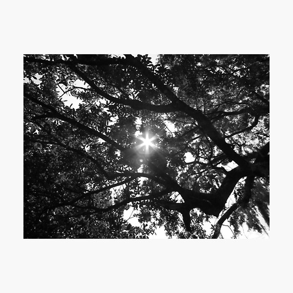 Black and White Sun Burst through Canopy Photographic Print