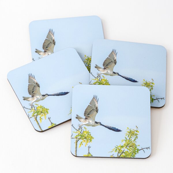 Item preview, Osprey takes flight from its perch in the tree, showing its enormous talons designed and sold by lisavonbiela.
