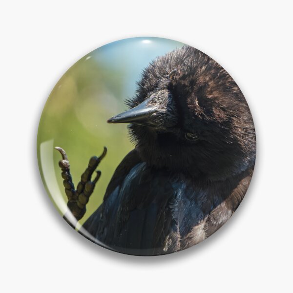 Item preview, American Crow with its foot in the air like it just don't care designed and sold by lisavonbiela.