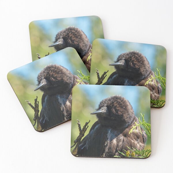 Item preview, American Crow with its foot in the air like it just don't care designed and sold by lisavonbiela.