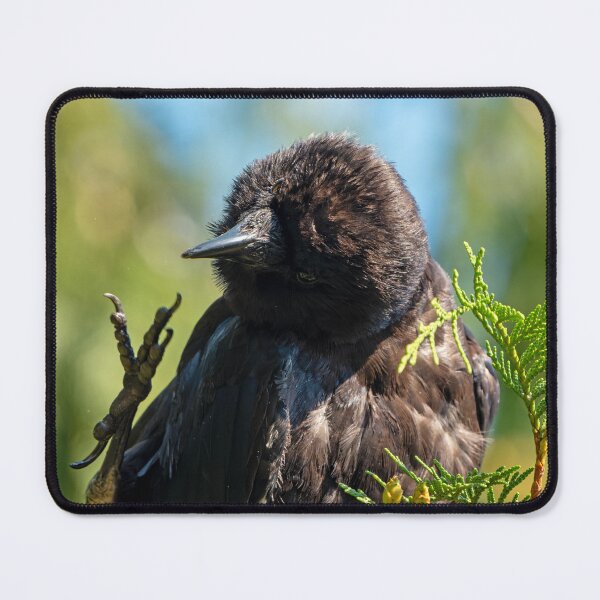 Item preview, American Crow with its foot in the air like it just don't care designed and sold by lisavonbiela.