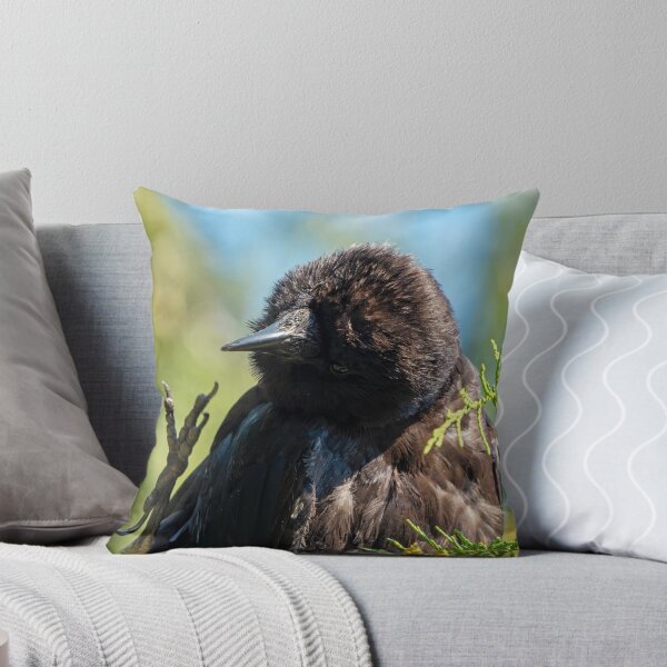 Item preview, American Crow with its foot in the air like it just don't care designed and sold by lisavonbiela.