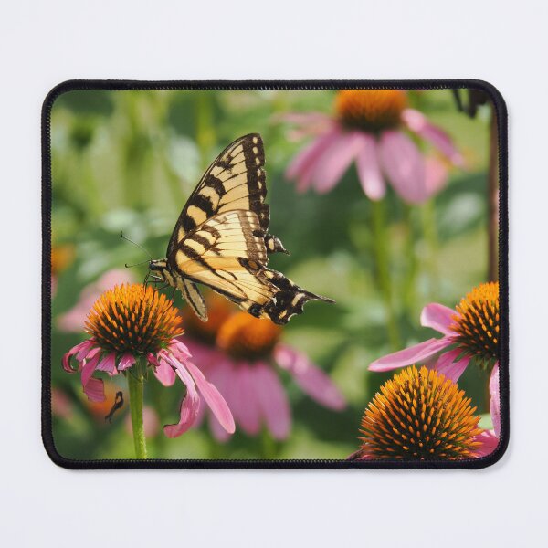 Item preview, Butterfly on Purple Coneflower designed and sold by Daniel Safer Photography.