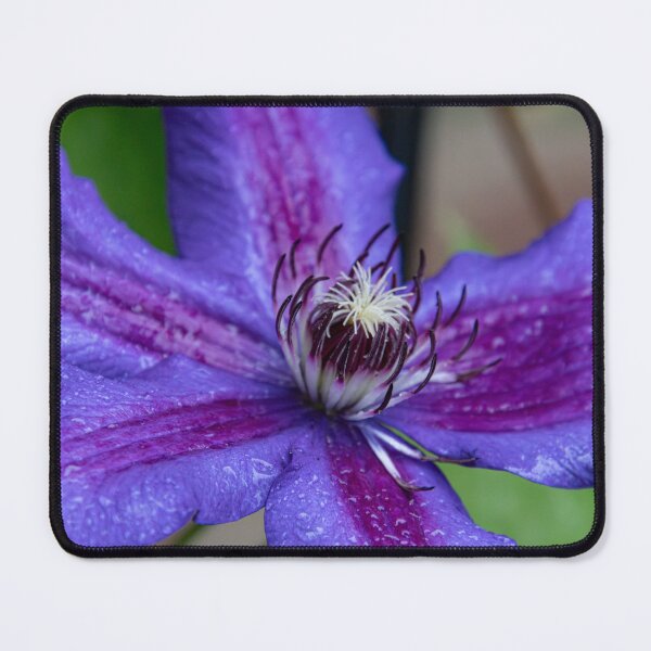Item preview, Clematis designed and sold by MorningStarImg.