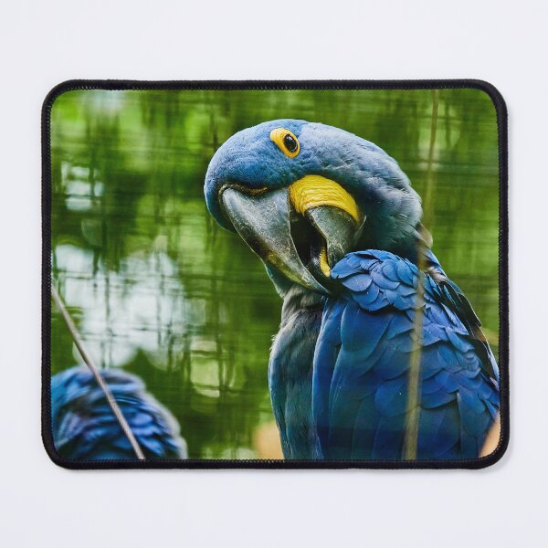 Item preview, Hyacinth Macaw designed and sold by Eidetic Photos.