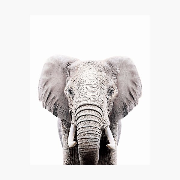 ELEPHANT Photographic Print