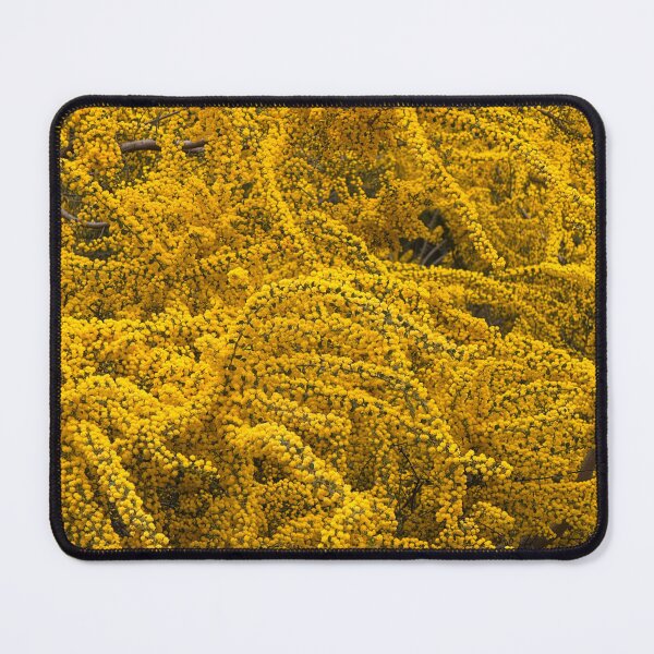 Item preview, Cootamundra Wattle - acacia designed and sold by indiafrankk.