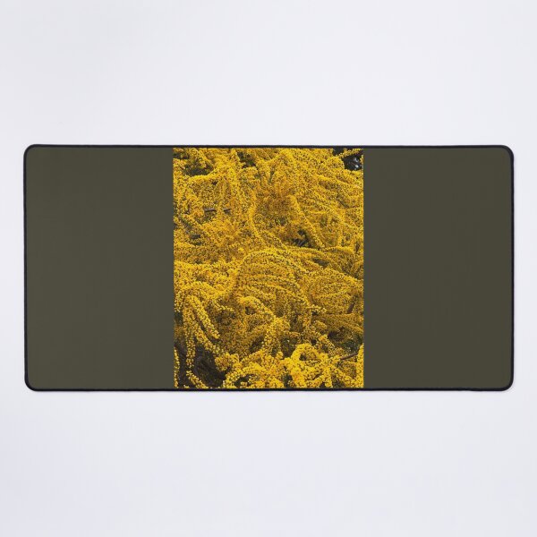 Item preview, Cootamundra Wattle - acacia designed and sold by indiafrankk.