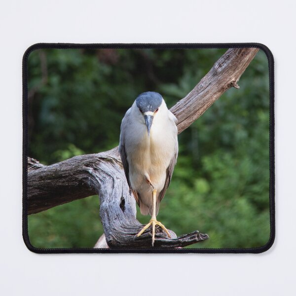 Item preview, Night Heron Patiently Fishing designed and sold by HarmonyInView.