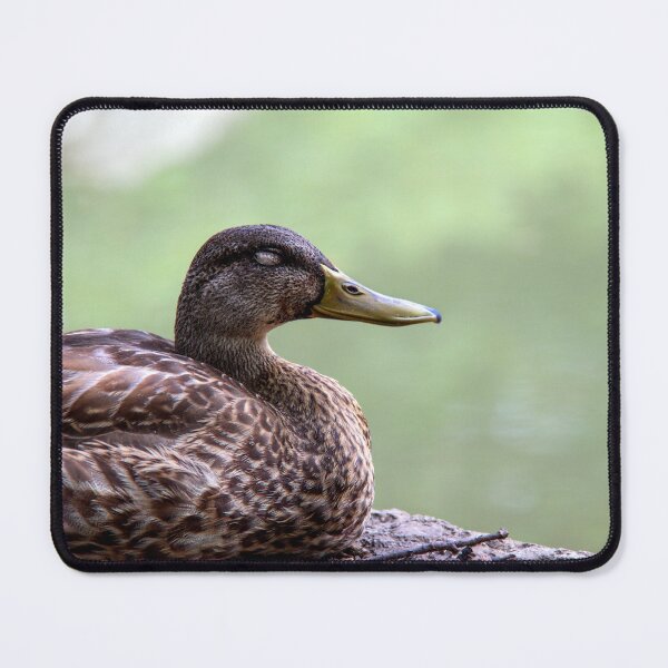 Item preview, Lounging Duck Enjoying The Day designed and sold by HarmonyInView.
