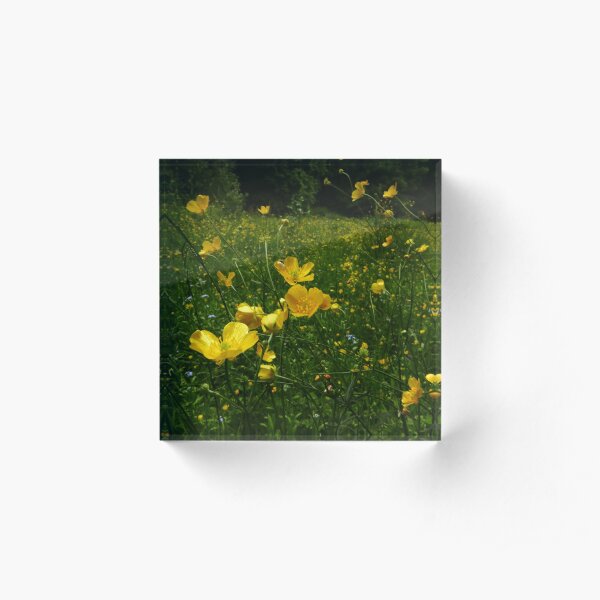 Meadow Buttercup (Ranunculus acris) Acrylic Block