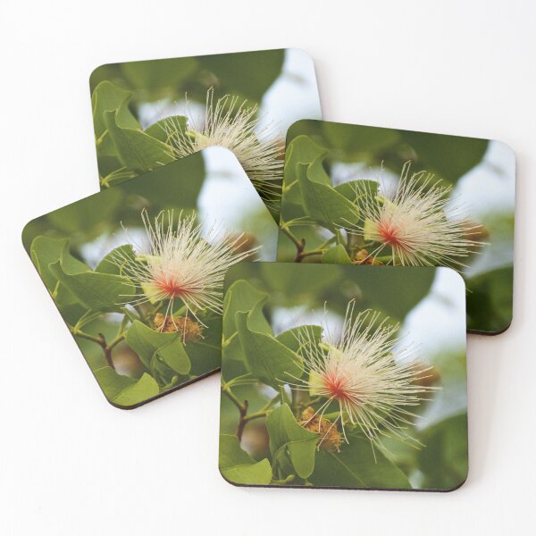 Item preview, NT ~ Hawks Dreaming, Northern Territory, Flower of Cocky Apple (Planchonia careya) by David Irwin 230919 designed and sold by tasmanianartist.