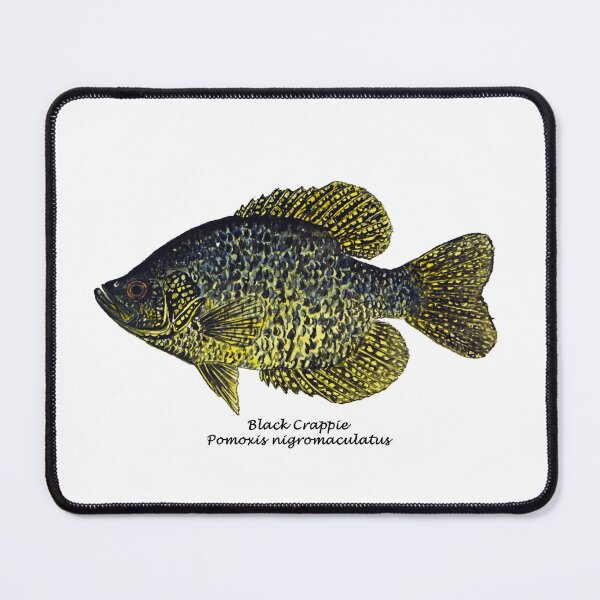 Item preview, Black Crappie Painting designed and sold by Stephen Emms.
