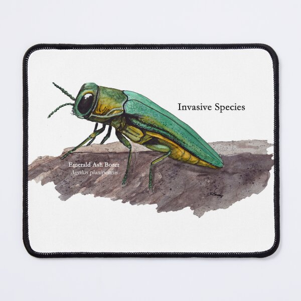 Item preview, Emerald Ash Borer Invasive Species Painting designed and sold by Stephen Emms.