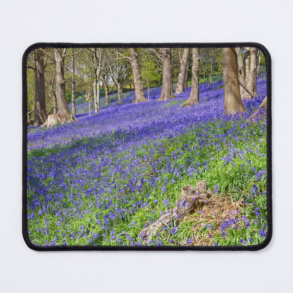 Item preview, Bluebells in an English Woodland designed and sold by John Gilham - Landscape Photography.