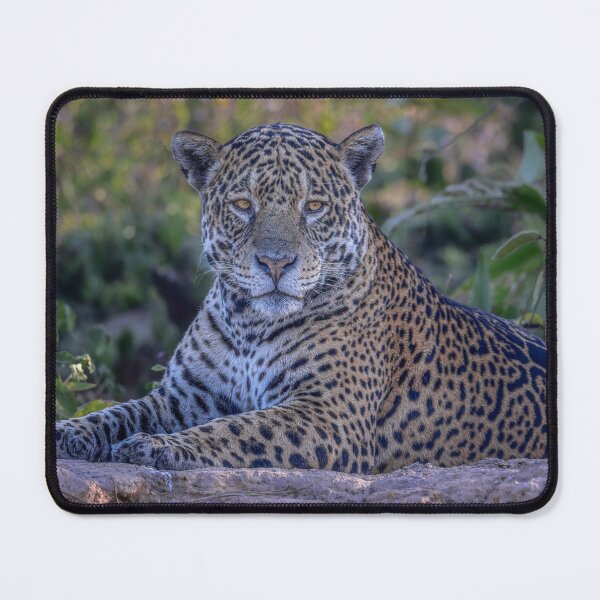 Item preview, Jaguar Relaxing Pantanal Brazil 2 designed and sold by PhotoArt by Joan Carroll.