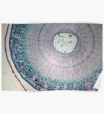 Microscope Slide - Dyed Stem Cross Section Poster