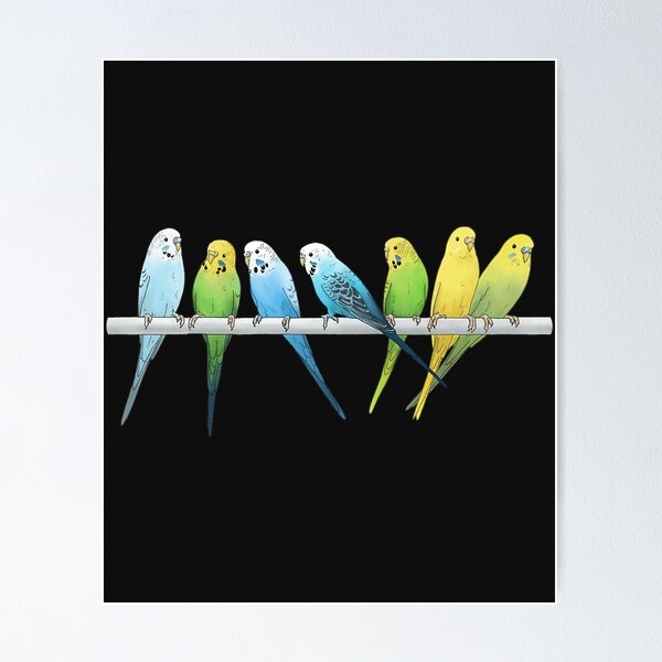 Item preview, Rows Of Budgies Pet Birds Sitting On A Perch A On White Background designed and sold by RobinBrow5.
