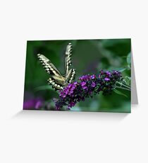 GIANT SWALLOWTAIL Greeting Card