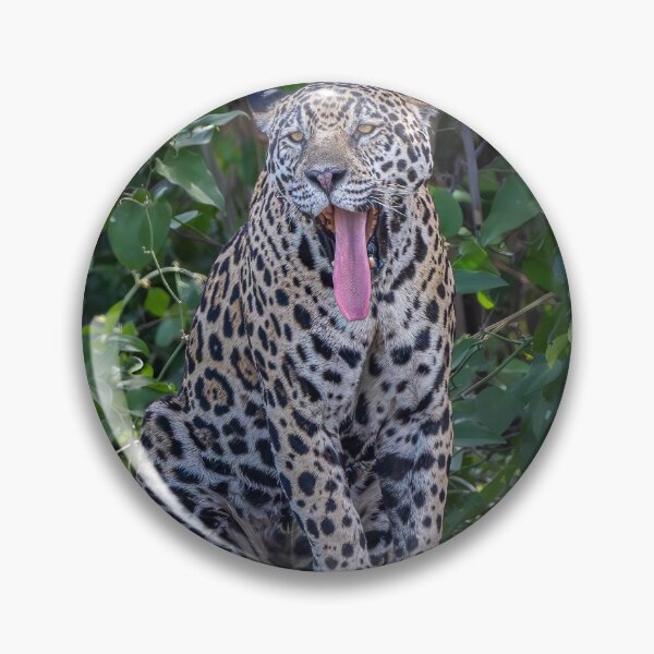 Item preview, Jaguar Yawns Pantanal Brazil 2 designed and sold by PhotoArt by Joan Carroll.