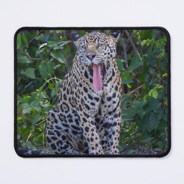 Item preview, Jaguar Yawns Pantanal Brazil 2 designed and sold by PhotoArt by Joan Carroll.