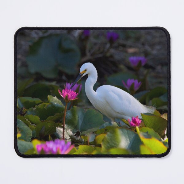 Item preview, Little egret designed and sold by MargsNaturePix.