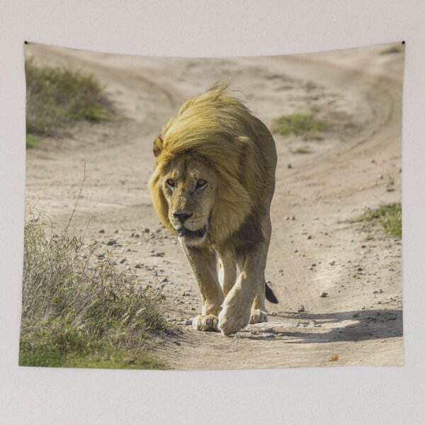 Item preview, Majestic Lion Walking Serengeti Wildlife Safari Tanzania designed and sold by Amanda's Factory.