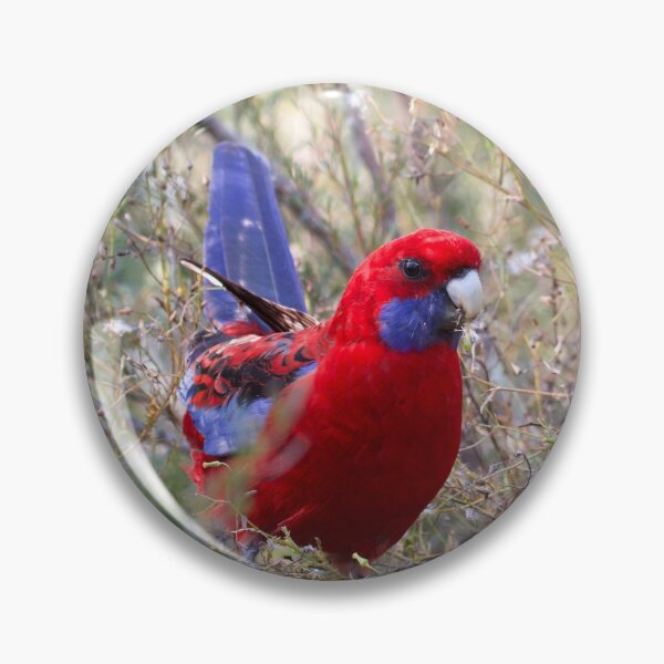 Artikelvorschau, Purpurrote Rosella entworfen und verkauft von MargsNaturePix.